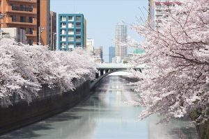 桜の季節は目黒川がキレイです 